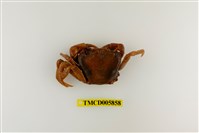 藏品(拉氏清溪蟹)的圖片